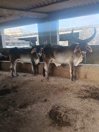 પેલ ધરા વાછડા વેશવાના છે