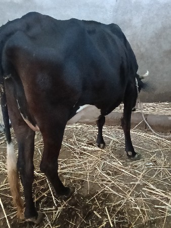 જર્સી ગાય વેચવાની છે