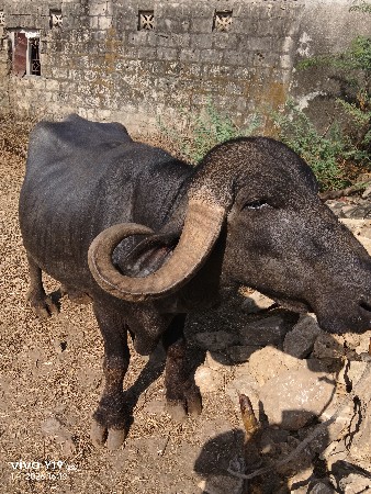 આ પાડો વેચવાનો છે.