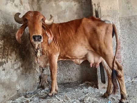 ગાય વેચવાની છે