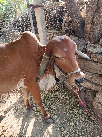 દા વેચવાની છે