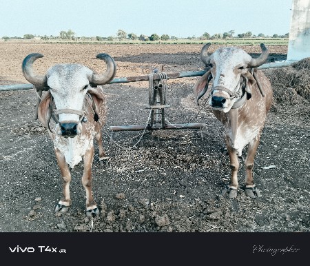 બળદ વેચવાના છે