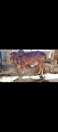 હોડકી ને ખડાય
