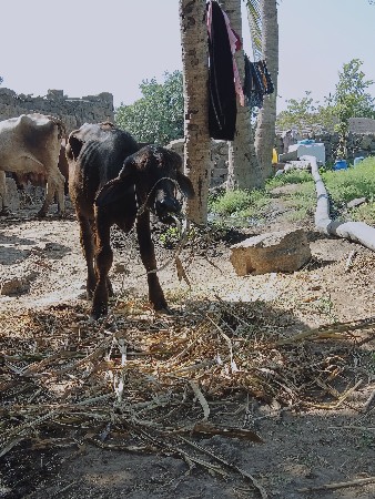 પાડો સાટાપકરસુ પાડી સાટા