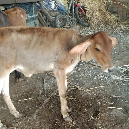 gir kros vasdi aapva ni che