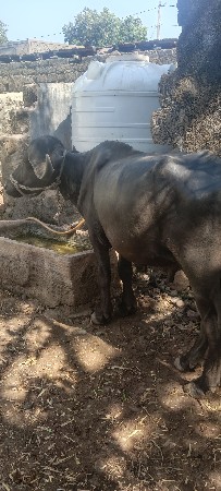 પાડો વેચવાનો છે