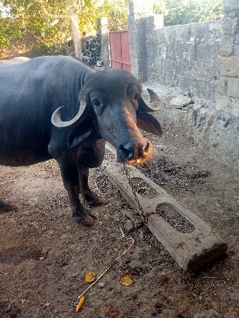 વૈચવાની. છે