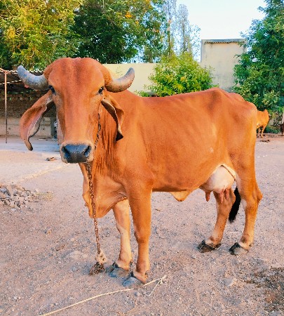 ગાય વેચવાની છે