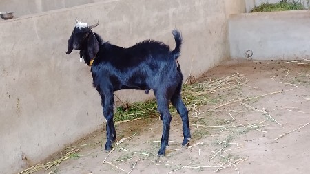 બકરો વેચવાનો છે