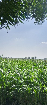 લીલી જુવાર