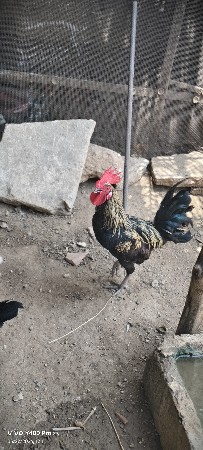 10 મરઘીને એક મરઘો