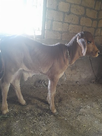 બીજુવેતર