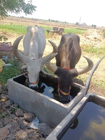 વેચવાના