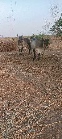 ગોધલા વેચવાના છે
