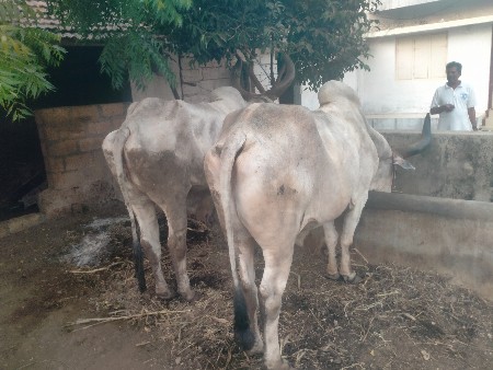 vechvana chhe