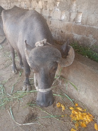 ભેંસ વેચવાની છે
