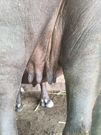 ભેંસ વેચવાની છે