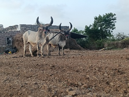 બળદ વેચવાના છે