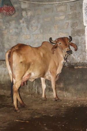 ગાય વેચવાની છે