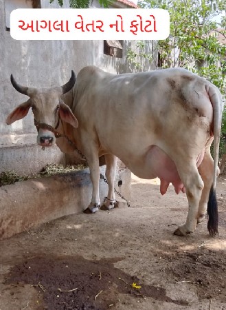 ગાય વેચવાની છે
