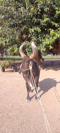 આ બળદ વેચવાનો છે