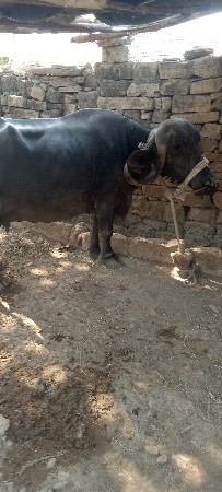 ભેંશ.વેસવાની.વીસ.દિવસ.વાર