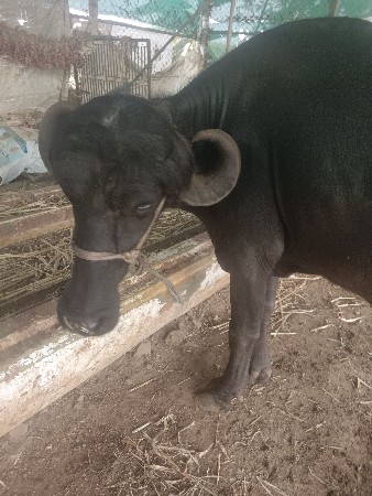 બે ખડેલા વેશવા ના છે
