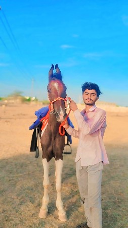 બાવરી ઘોડી વેચવાની છે