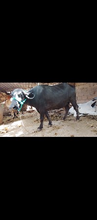 ખડાય વેસવાની છે
