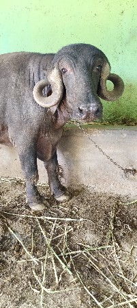 બેય પાડા વેચવાના છે