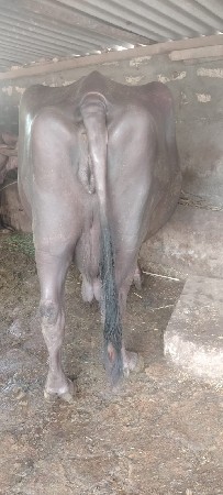 જાફરાબાદી ભેંસ વેચવાની છે ત્રીજું