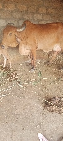 ગાય વેચવાનીછે