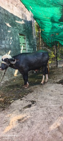 પાડો વેચવાનુ છે
