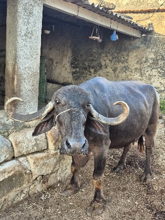 bhesh vechavani chhe