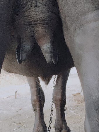ખડેલી પેલુ વેતર વેચવાની છે