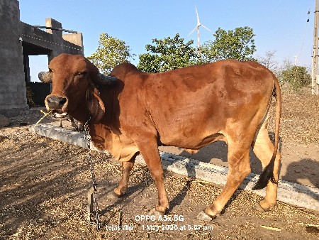 ગાય વેચવાની છે.