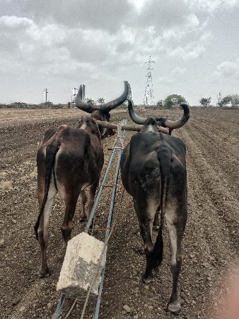 બળદ વેચવાના છે