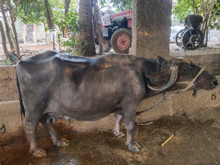 ભેસ વેસવા નીછે
