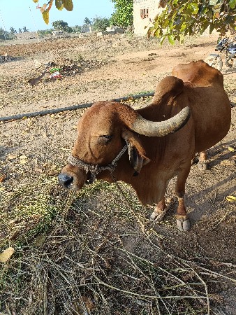 Gaye vicvani che