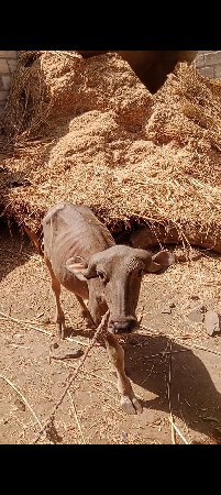 9723197610. ફોન કરો