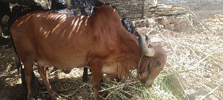 ગીર ગાય વેચવાની છે