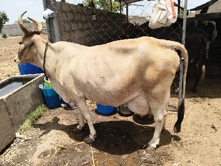12 લીટર દૂધ સાત દિવસની કાચી