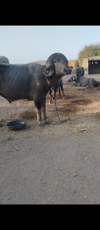 પાડો