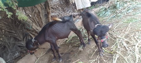 7698141535 ના દરજી