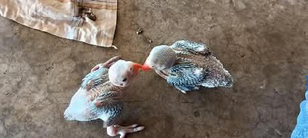 વેચવાના છે