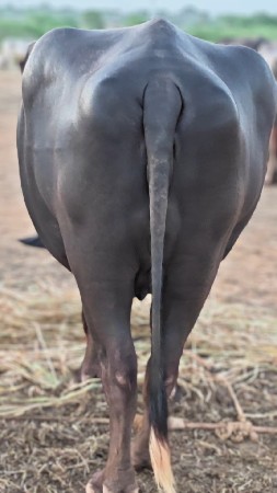 ખડેલી