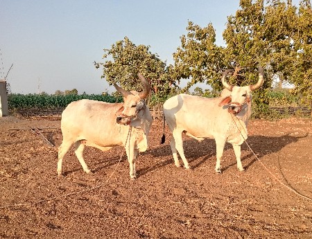 બળદ વેચવાના છે