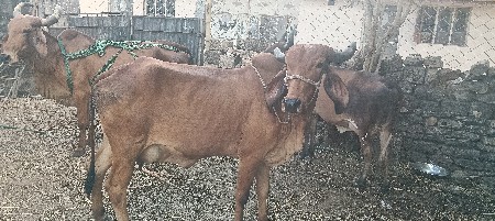 પેલૂ વેતર હોડકી