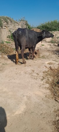 ખડેલી વૈસવા ની સે