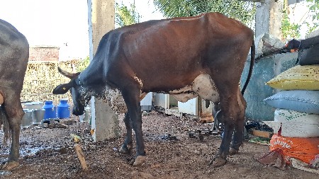 બે  ગીર ક્રોસ ગાય વેચવાની છે